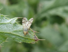 Tephritis hyoscyami