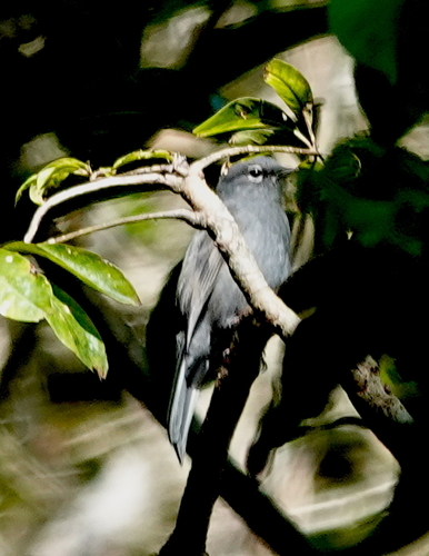 Slate-colored Solitaire (Myadestes unicolor), photo 7