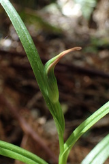 Pterostylis cardiostigma