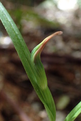 Pterostylis cardiostigma
