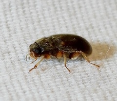 Pelonomus obscurus