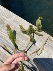 Potamogeton richardsonii