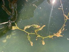 Potamogeton richardsonii