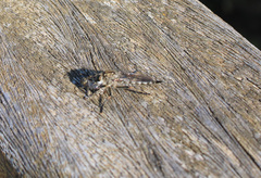 Asilinae