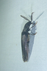 Pityobius anguinus