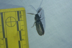 Pityobius anguinus