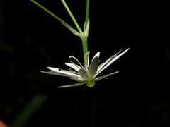 Stellaria hebecalyx