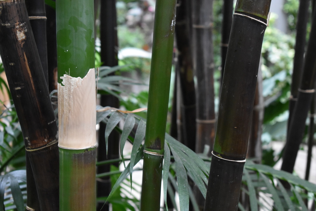 Timor black bamboo