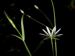Stellaria hebecalyx