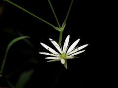 Stellaria hebecalyx