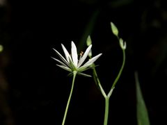 Stellaria hebecalyx