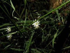 Stellaria hebecalyx