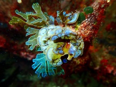 Lobophora variegata