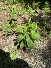 Hybanthus concolor