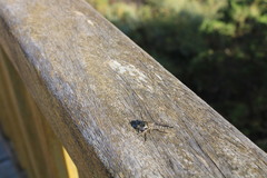 Asilinae