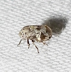 Clastoptera laevigata