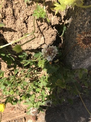 Bombus californicus