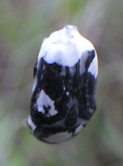 Euphoria sepulcralis