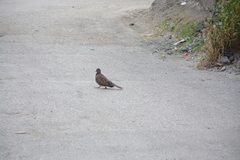 Streptopelia senegalensis