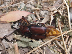 Cyrtotrachelus thompsoni