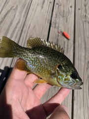 Lepomis gibbosus × cyanellus