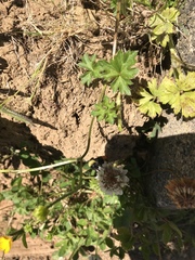 Bombus californicus