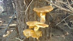 Gymnopilus ventricosus image