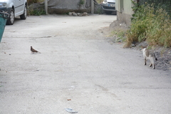 Streptopelia senegalensis