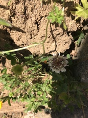 Bombus californicus