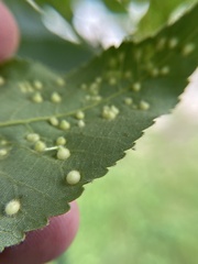 Caryomyia conoidea