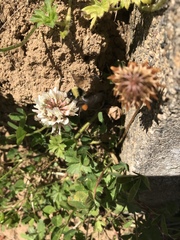 Bombus californicus