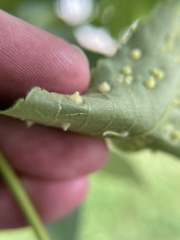 Caryomyia conoidea
