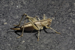 Ateloplus notatus