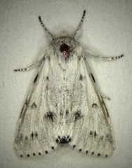 Acronicta vulpina