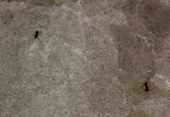 Formicidae