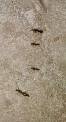 Formicidae