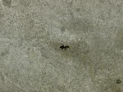 Formicidae