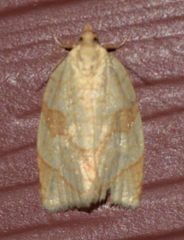 Adoxophyes negundana