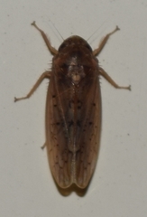 Ponana rubida