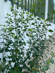 Magnoliopsida