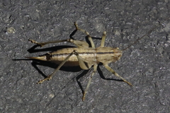 Ateloplus notatus