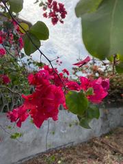Bougainvillea