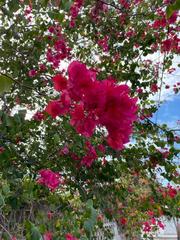 Bougainvillea
