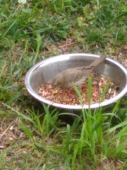 Haemorhous mexicanus