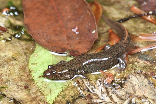 Blue Ridge Blackbelly Salamander