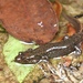 Blue Ridge Blackbelly Salamander - Photo (c) Yasuhiko Komatsu, some rights reserved (CC BY-NC), uploaded by Yasuhiko Komatsu