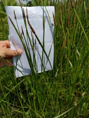 Eleocharis compressa