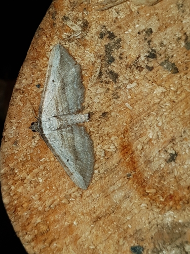 Cumbrian Umber