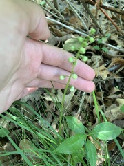 Pyrola elliptica