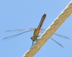 Nannothemis bella